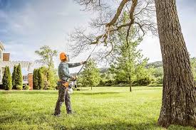 Tree and Shrub Care in Norwood Young America, MN