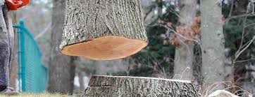 Best Arborist Consultation Services  in Norwood Young America, MN