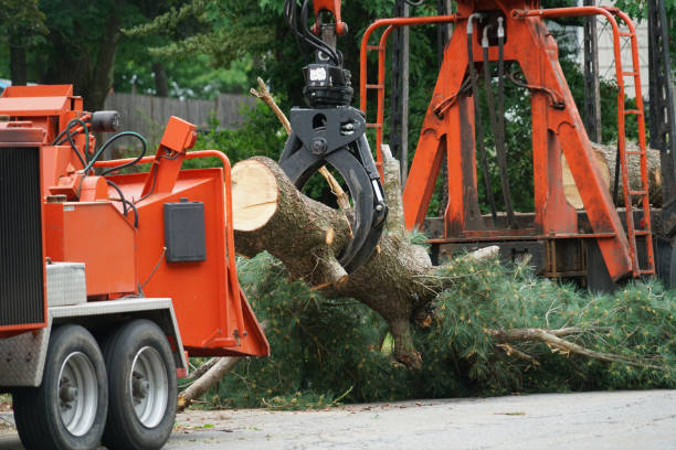 How Our Tree Care Process Works  in  Norwood Young America, MN
