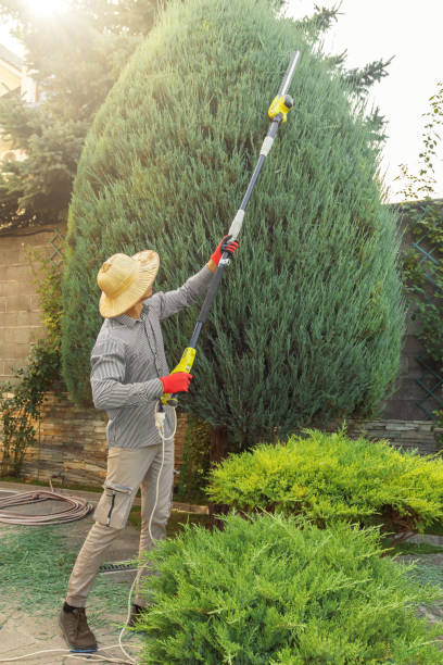 Best Tree Removal  in Norwood Young America, MN