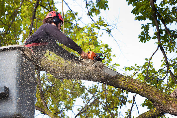 Best Utility Line Clearance  in Norwood Young America, MN