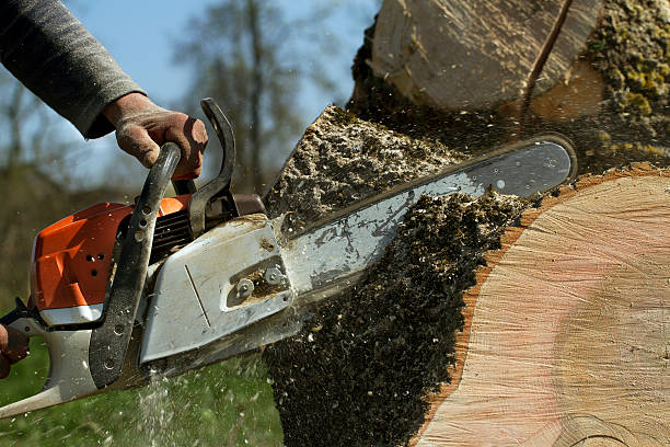 Best Fruit Tree Pruning  in Norwood Young America, MN